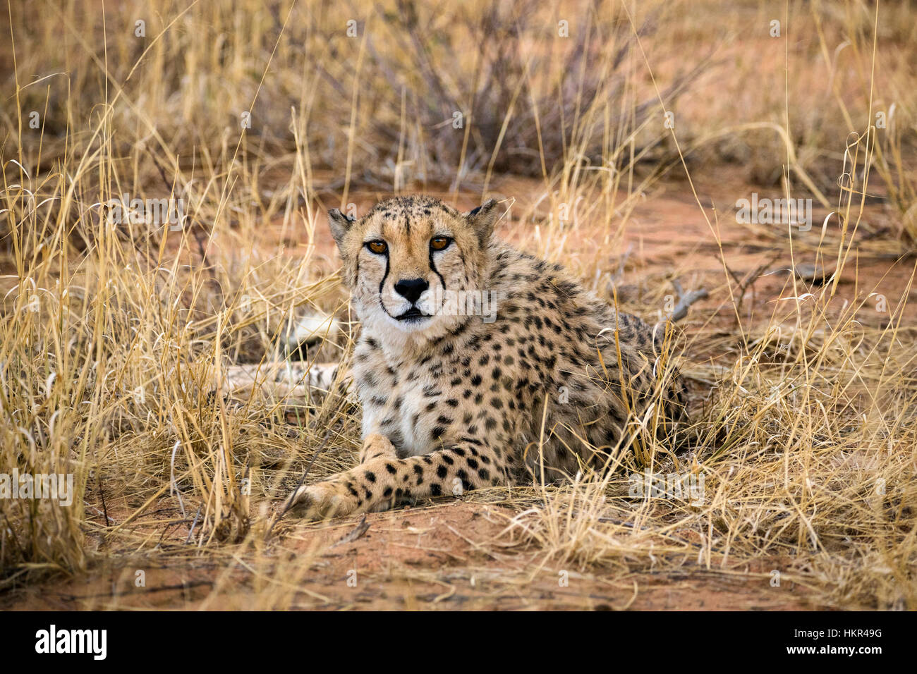 Cheetah resting in grasses, Acinonyx jubatus, Okonjima Reserve, Namibia, Africa by Monika Hrdinova/Dembinsky Photo Assoc Stock Photo