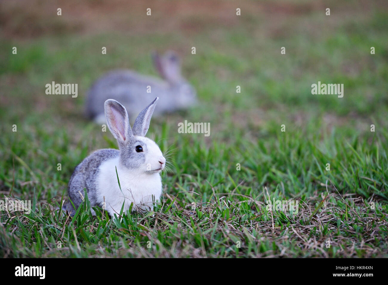 gray white rabbit lay on green grass lawn Stock Photo