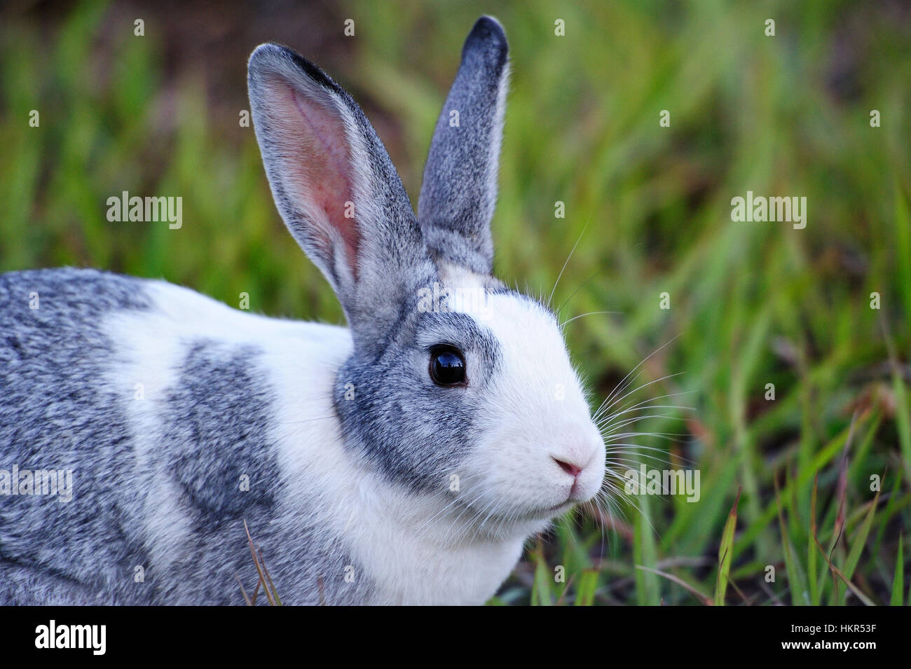 portrait of gray bunny sit on green lawn grass Stock Photo