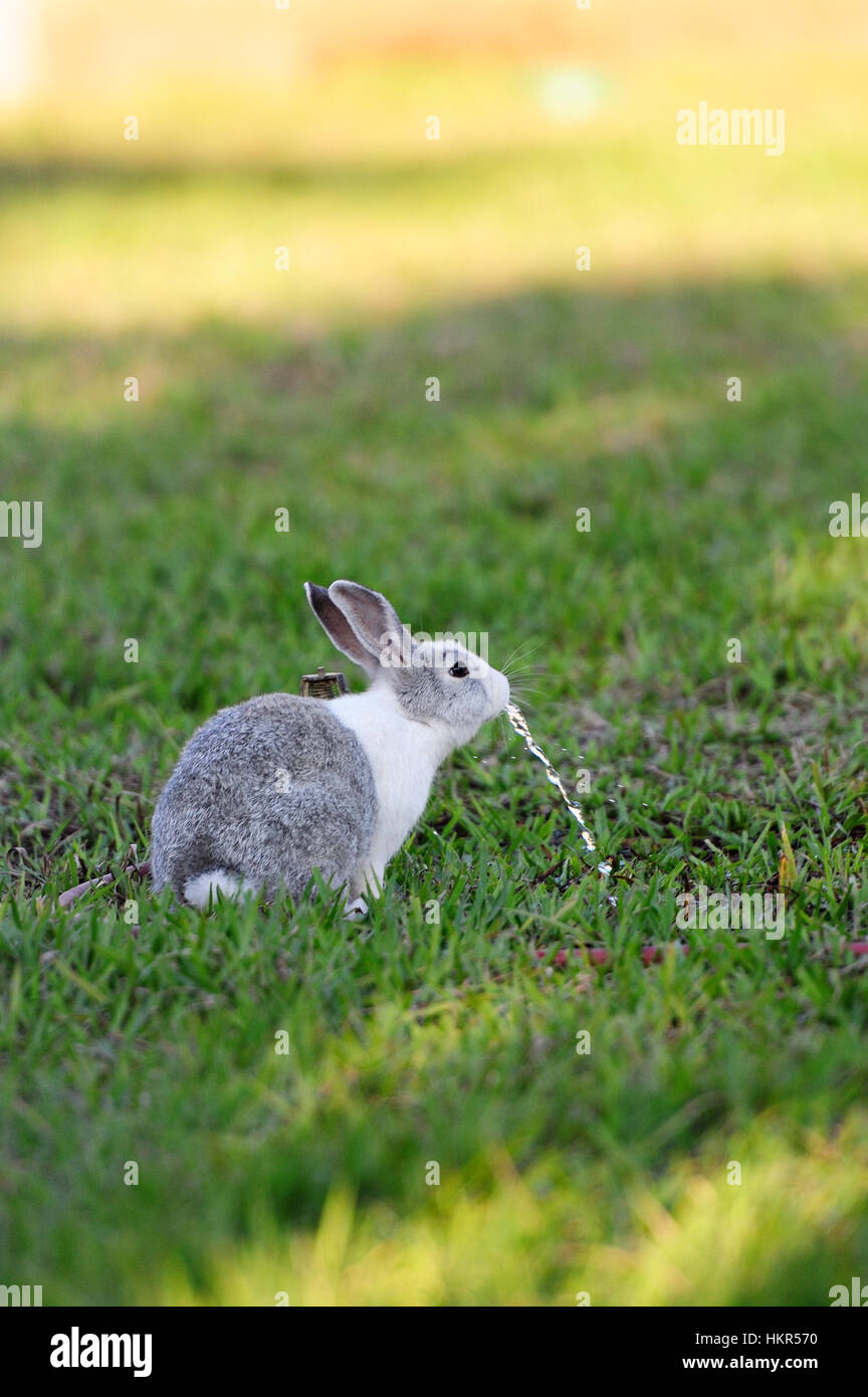 gray rabbit drink water on green lawn grass Stock Photo Alamy