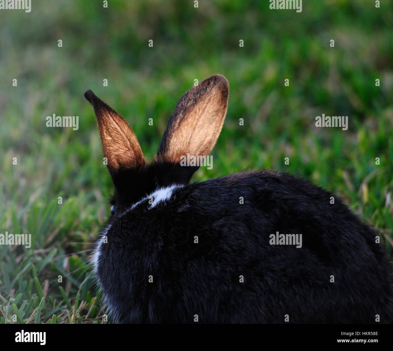 black rabbit ears in sun light sit on green grass Stock Photo Alamy