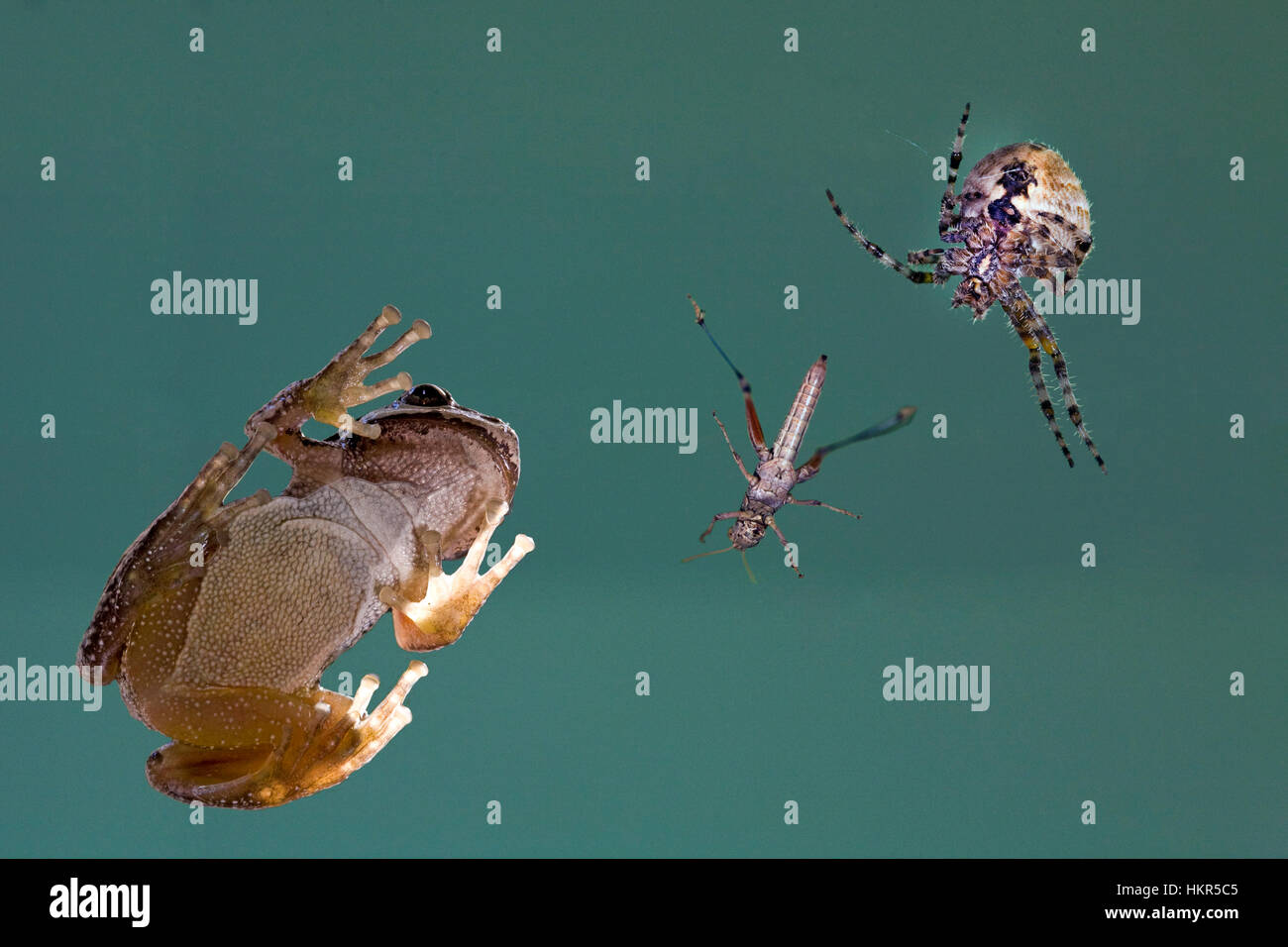 A Pacific tree frog and a cross orbweaver spider face off over the spoils of a grasshopper for dinner. Stock Photo