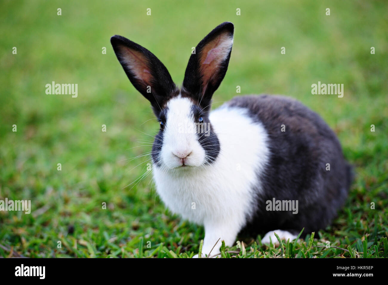 small black rabbit sit on green lawn grass Stock Photo
