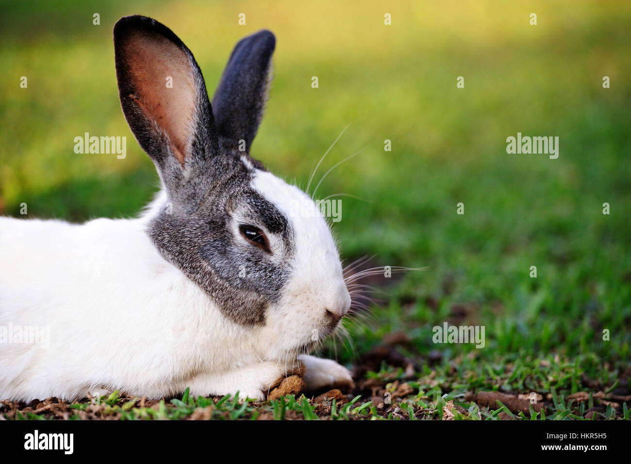 close up of white rabbit on sunny green lawn Stock Photo - Alamy