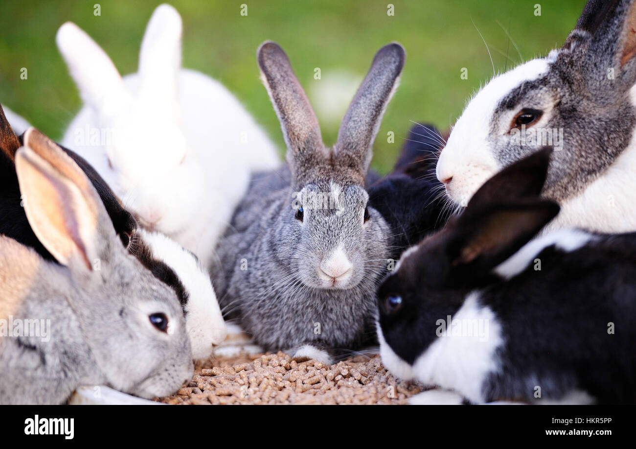 group of rabbits eating on green grass awn Stock Photo Alamy