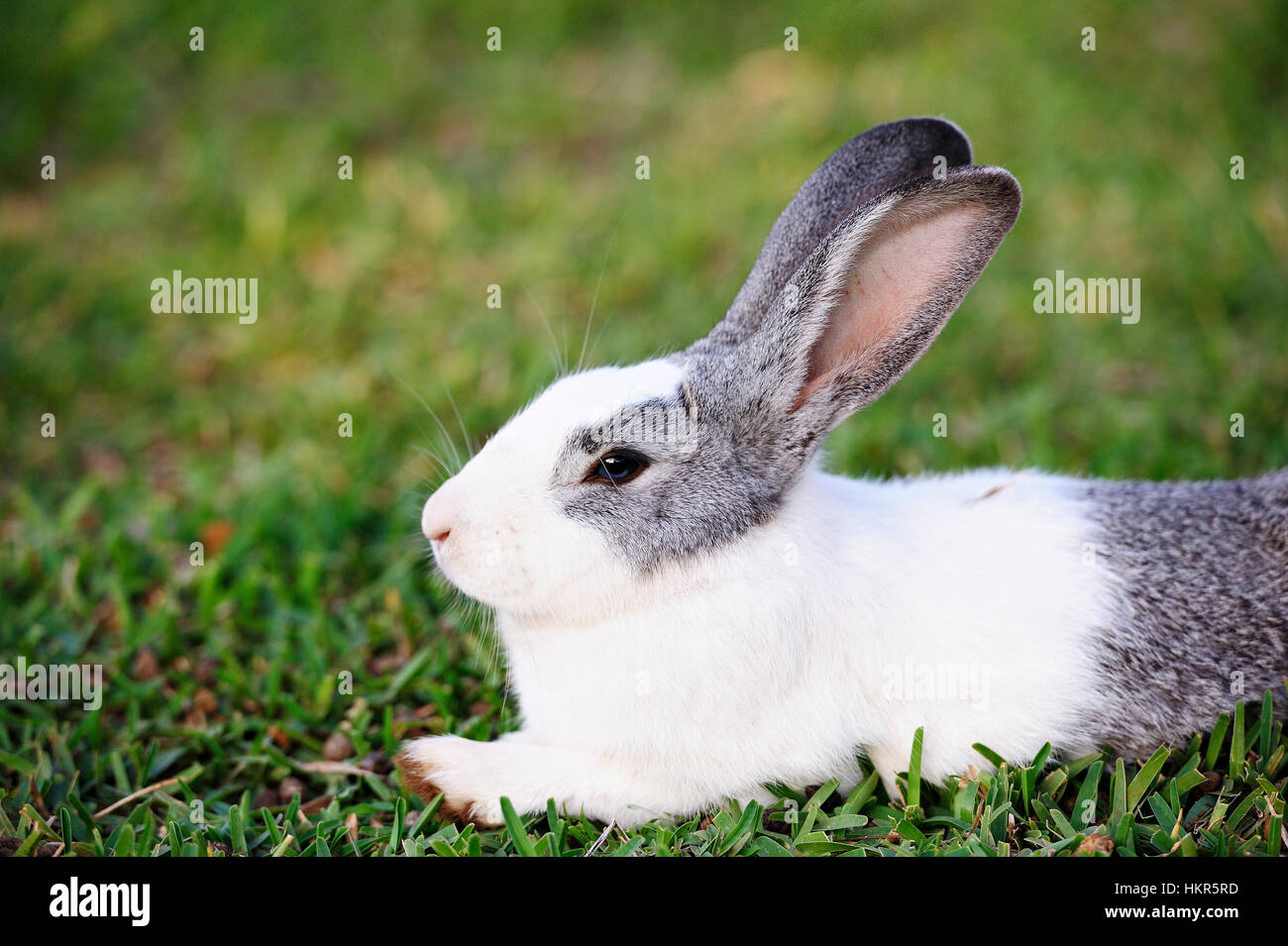 gray rabbit  lay on grass of green lawn Stock Photo