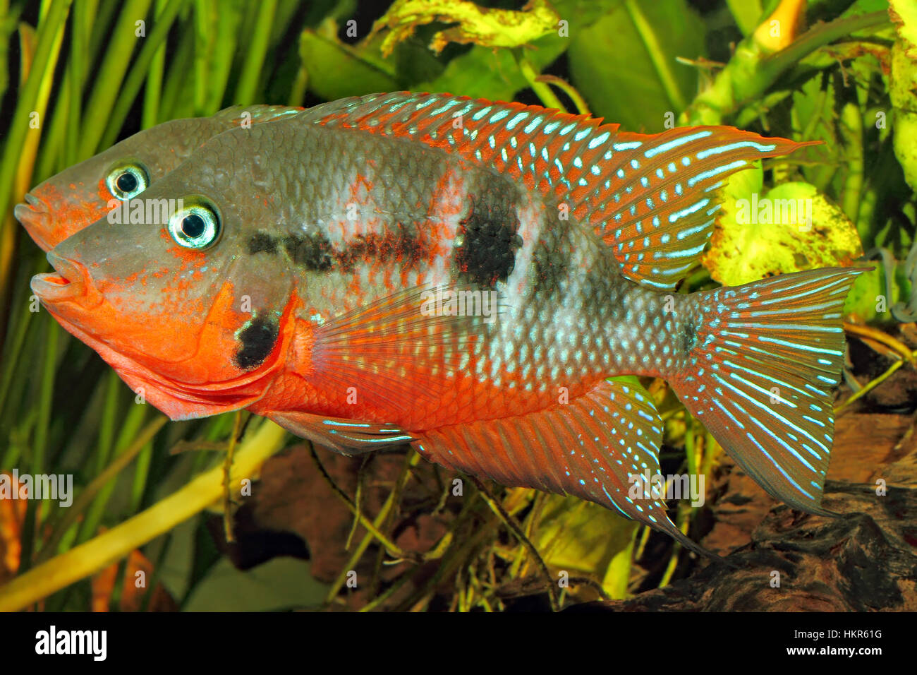 Mexican Fire Mouth (Thorichthys meeki) - male and female at courtship Stock Photo