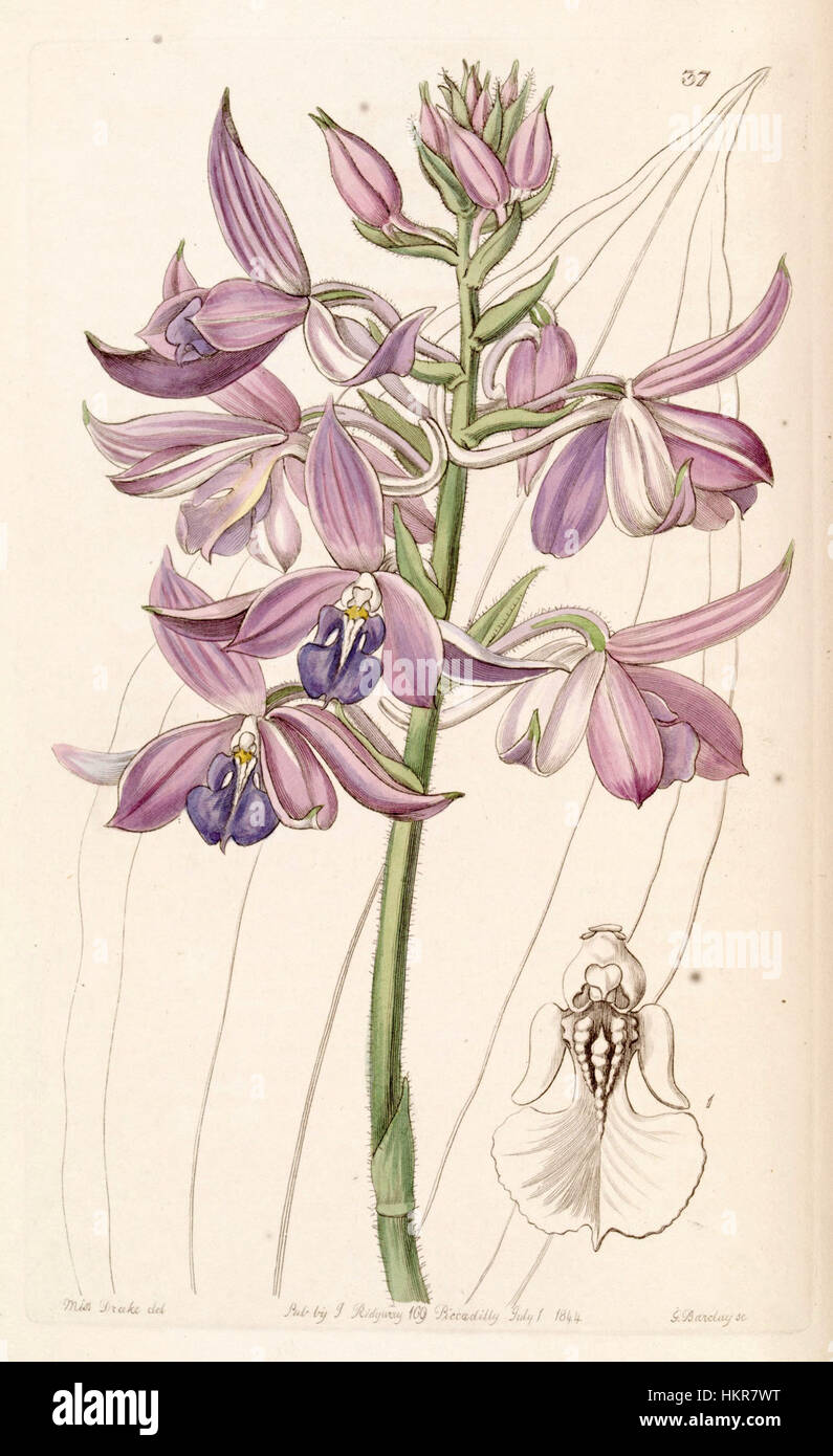 Calanthe sylvatica (as Calanthe masuca) - Edwards vol 30 (NS 7) pl 37 (1844) Stock Photo