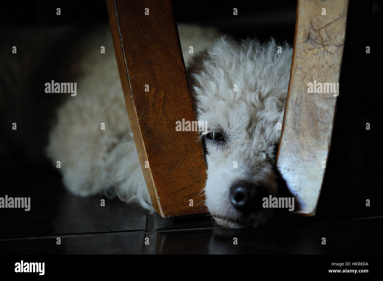 Are Toy Poodle Puppies Lazy