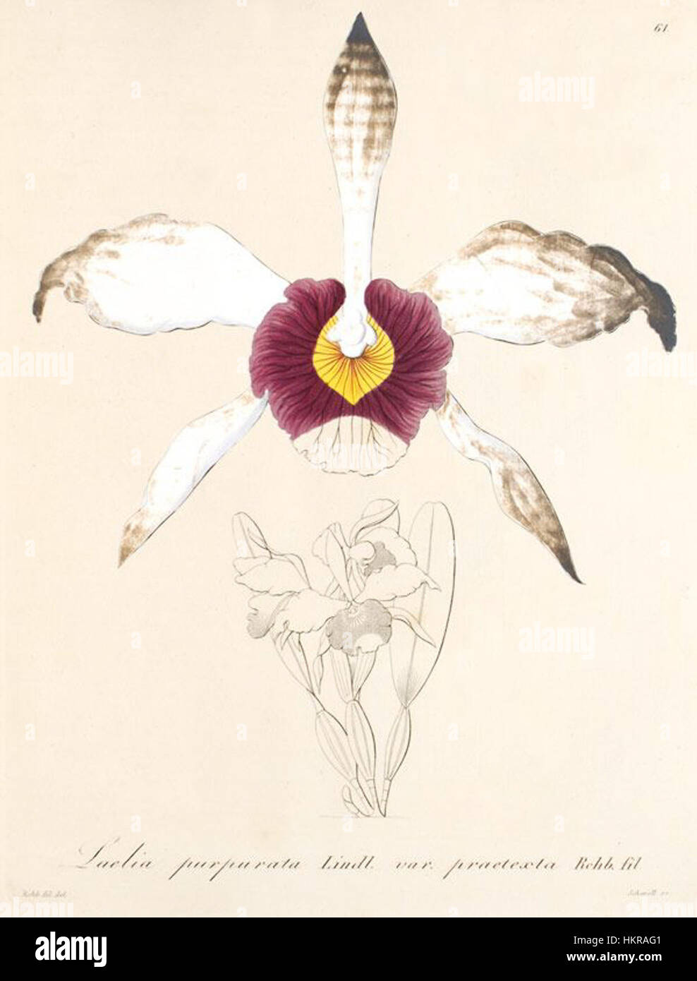 Bletia purpurata (as syn.Laelia purpurata var praetexta)-Xenia 1-61 (1858) Stock Photo