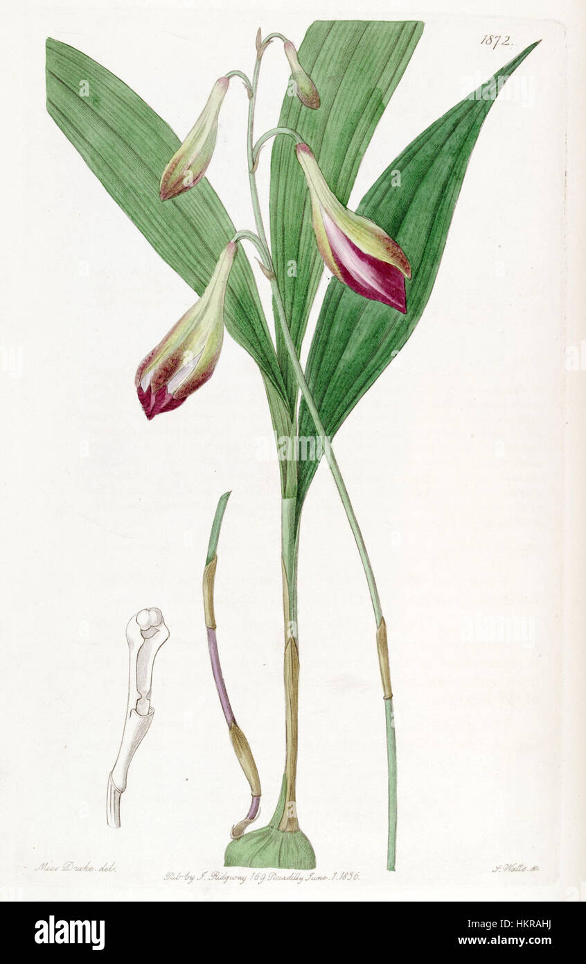 Bletia purpurata (as Crybe rosea) - Edwards vol 22 pl 1872 (1836) Stock Photo