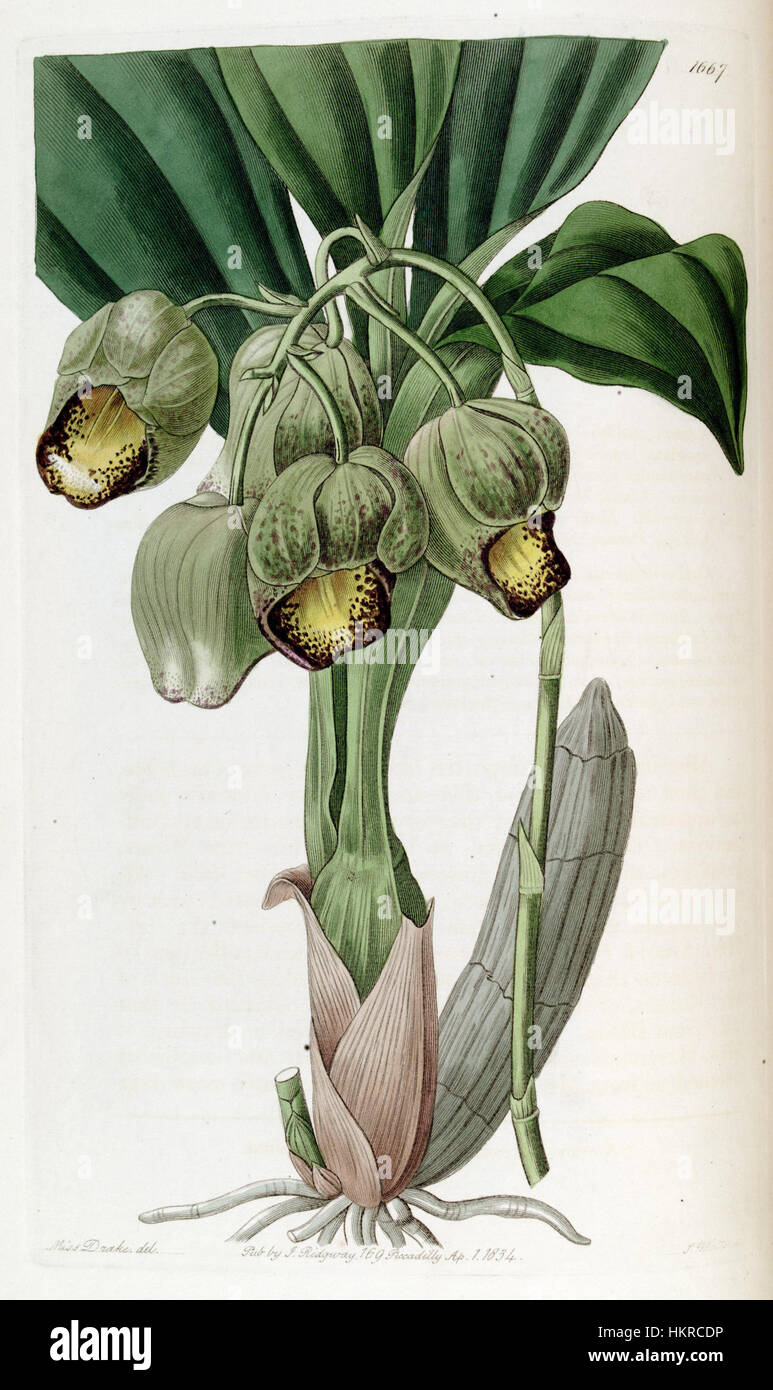 Catasetum luridum - Edwards' vol. 20 (1835) pl. 1667 Stock Photo