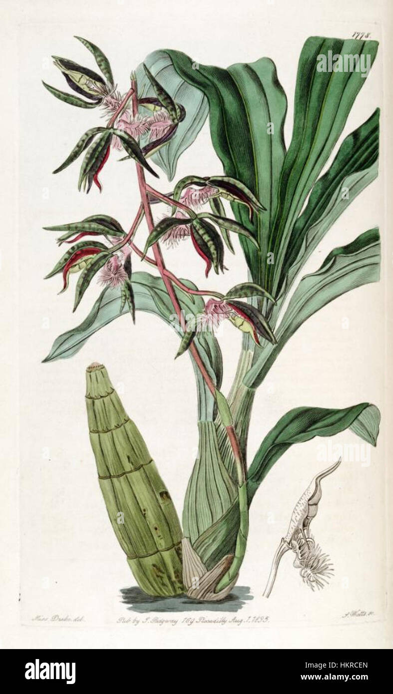 Catasetum barbatum (as Myanthus b.) - Edwards vol 21 (1836) pl 1778 Stock Photo