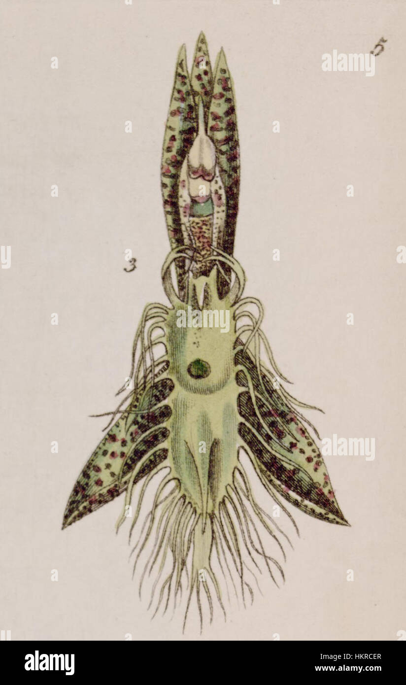 Catasetum barbatum - fig. 3, cut from Edwards vol 27 (NS 4) pl 5 (1841) Stock Photo