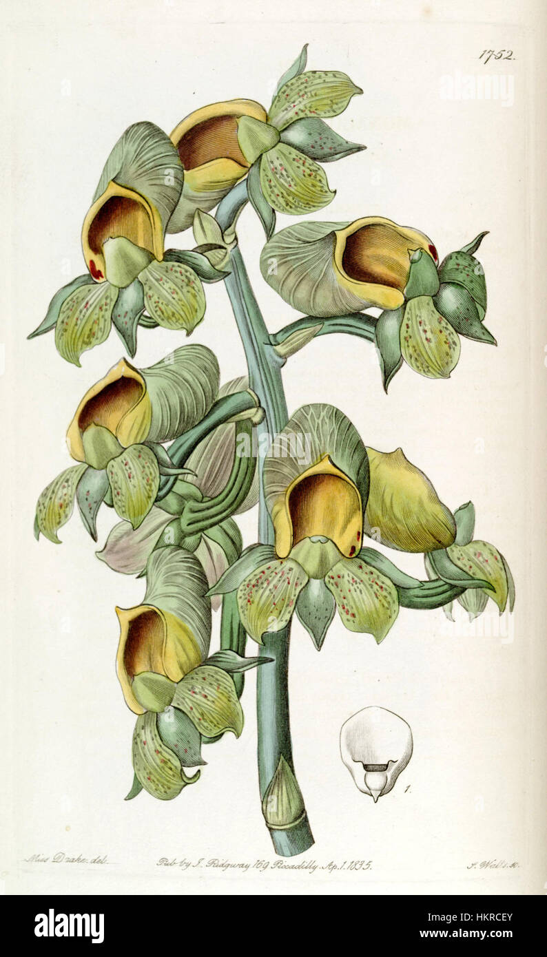 Catasetum cernuum (as Monachanthus viridis) - Edwards vol 21 pl 1752 (1836) Stock Photo