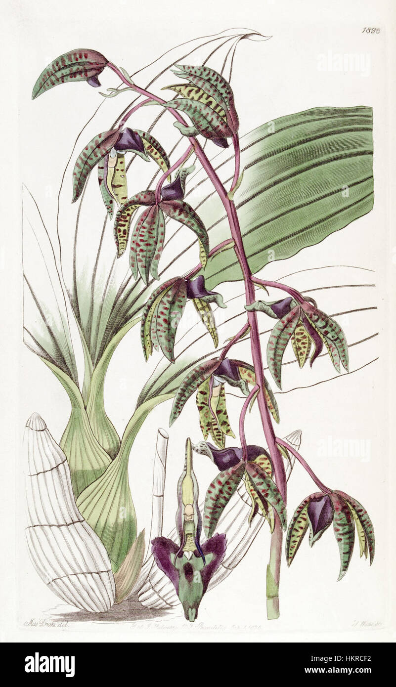 Catasetum deltoideum (as Myanthus deltoideus) - Edwards vol 22 pl 1896 (1836) Stock Photo