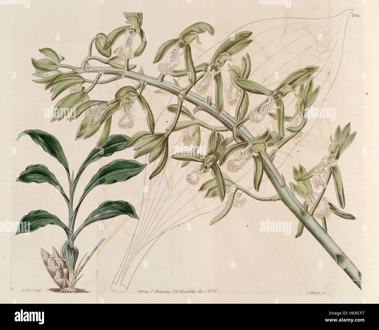 Catasetum cristatum - Bot. Reg. 12 pl. 966 (1826) Stock Photo