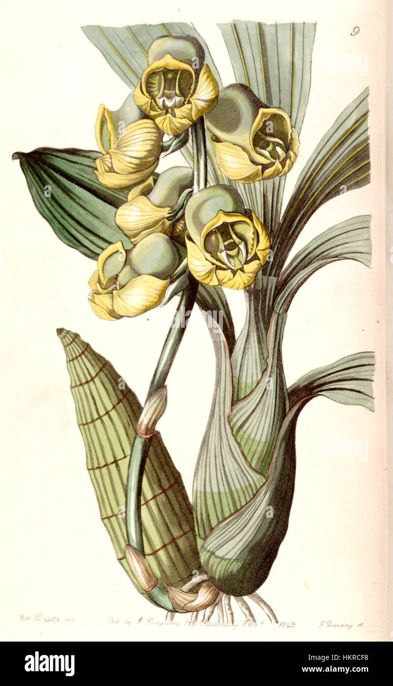 Catasetum planiceps - Edwards vol 29 (NS 6) pl 9 (1843) Stock Photo
