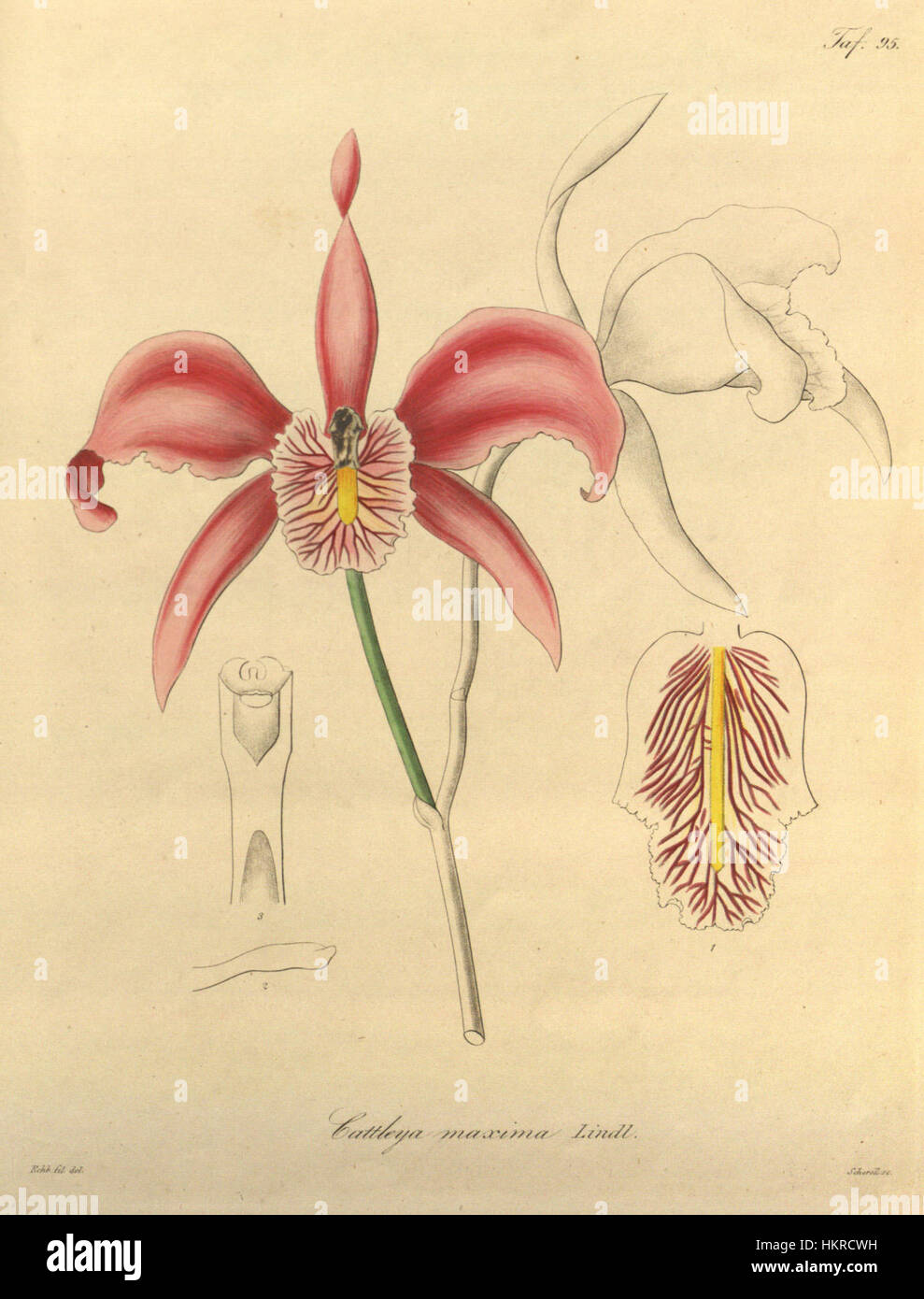 Cattleya maxima - Xenia 1-95 (1858) Stock Photo