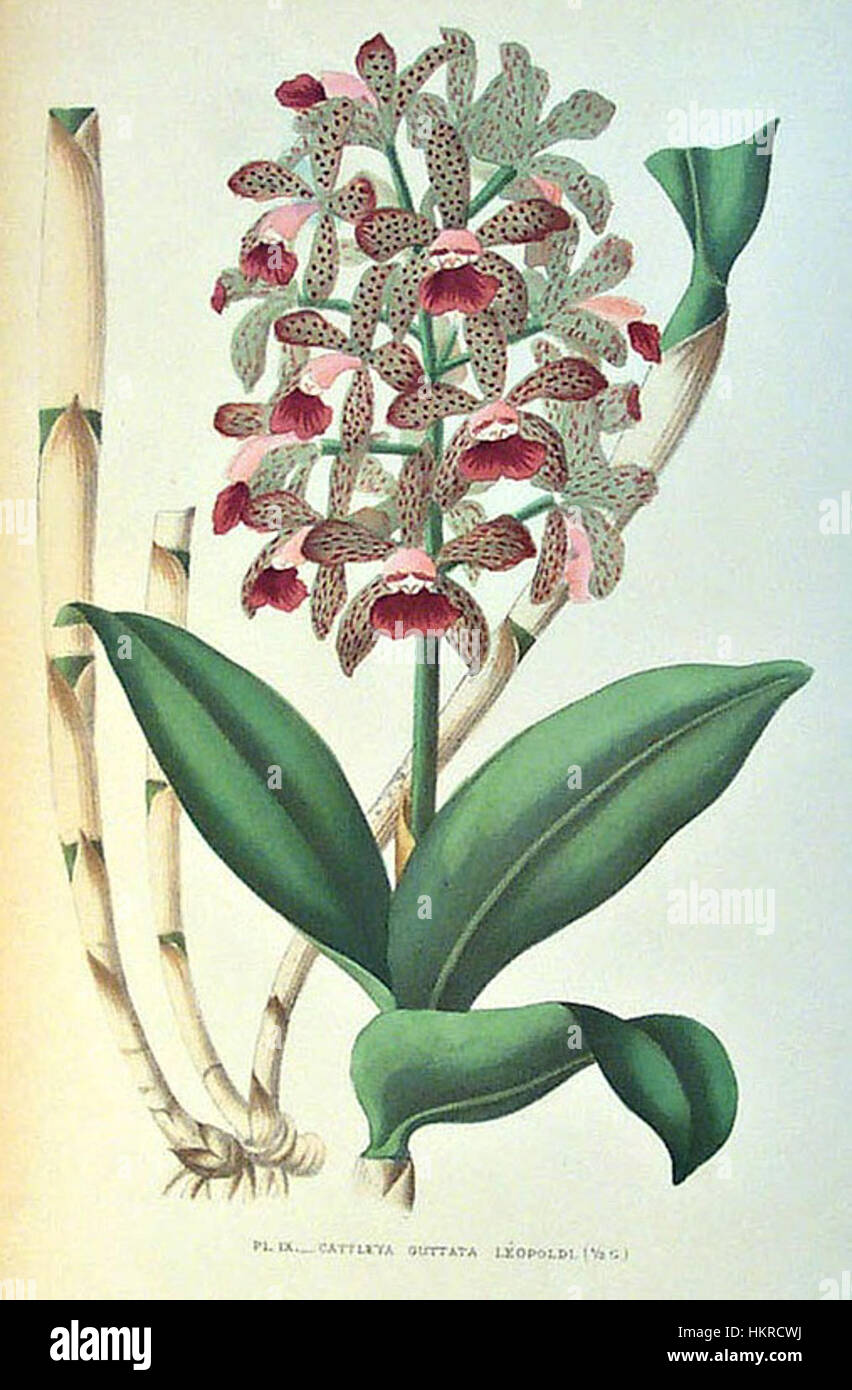 Cattleya guttata var. leopoldii Stock Photo