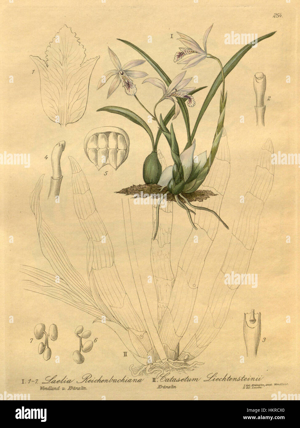 Cattleya lundii (as Laelia reichenbachiana) - Catasetum socco (as C. lichtensteinii) - Xenia 3 pl 254 Stock Photo