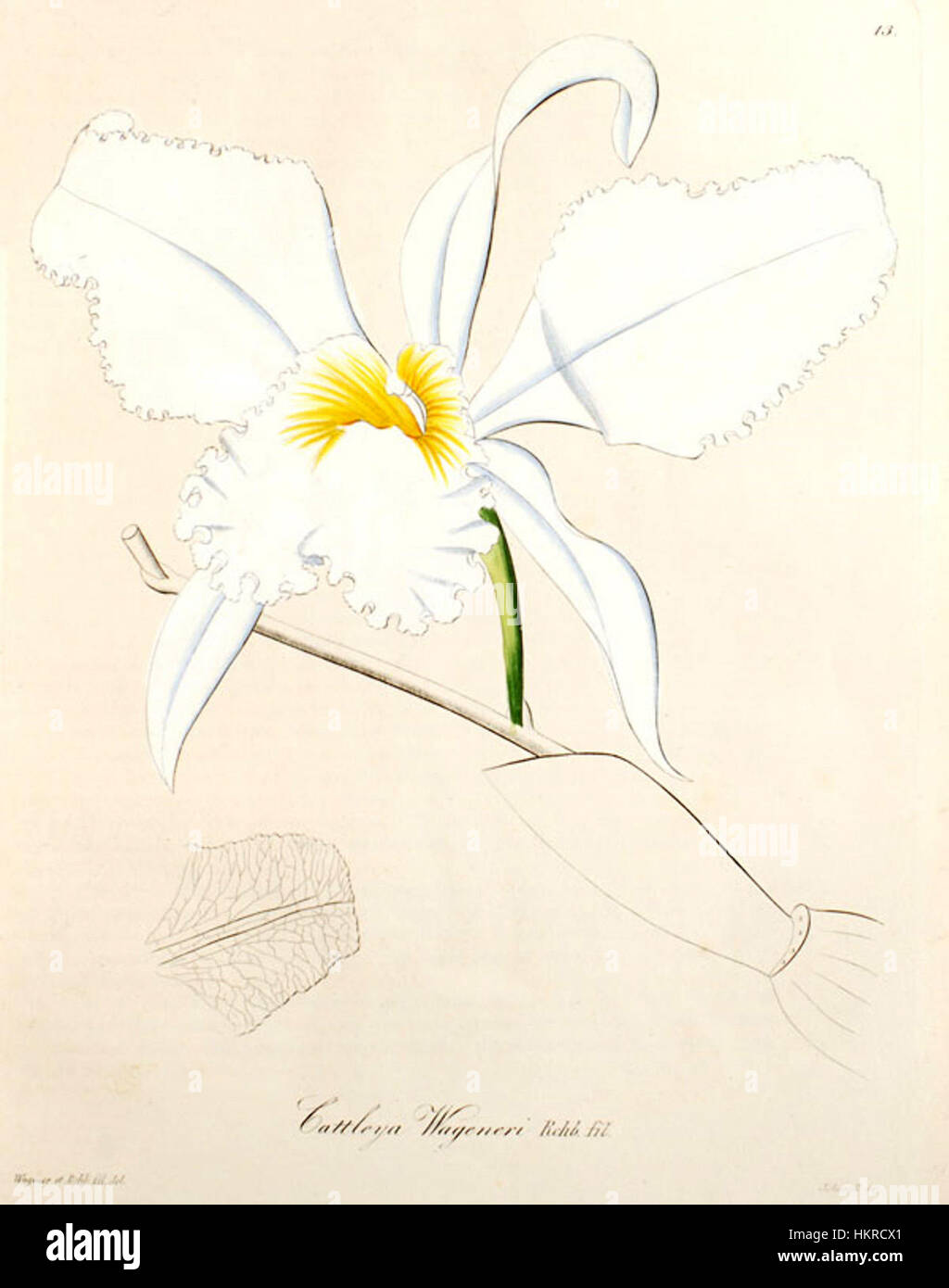 Cattleya mossiae (as Cattleya wageneri) - Xenia 1 pl. 13 (1858) Stock Photo