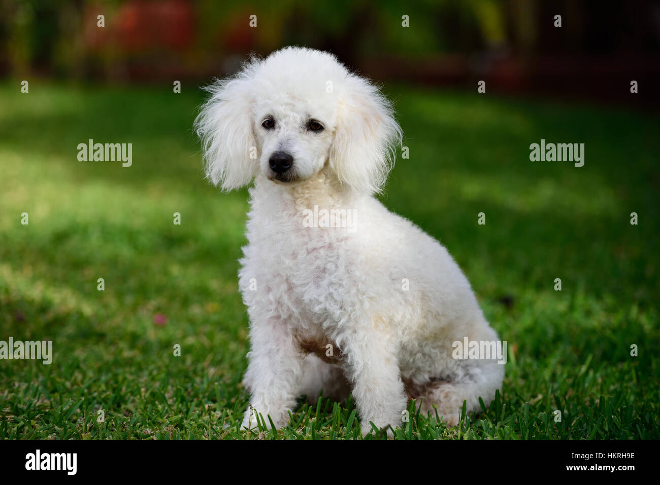 A small white hot sale poodle like dog