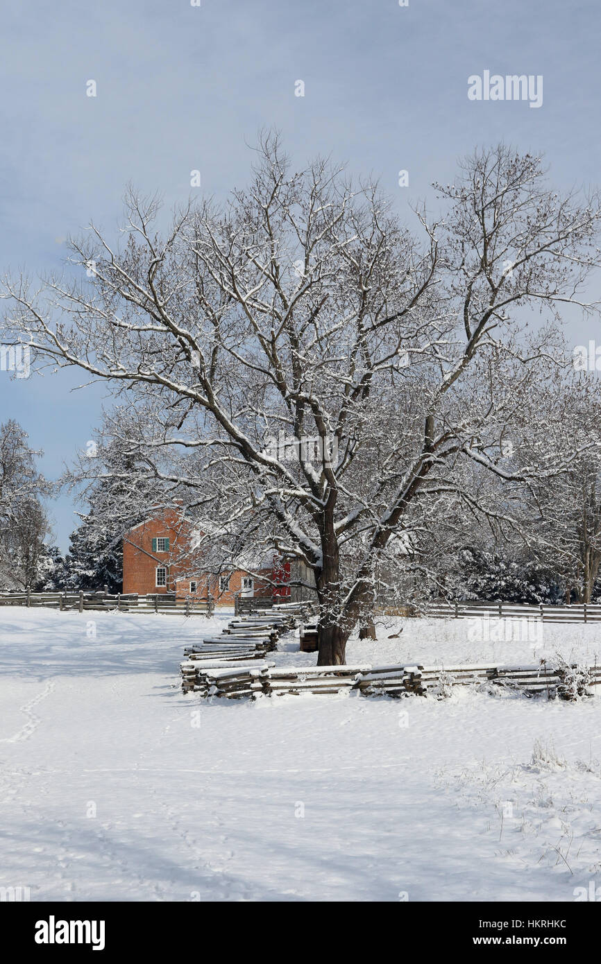 Winter tree near Daniel Arnold House in Winter. At Daniel Arnold