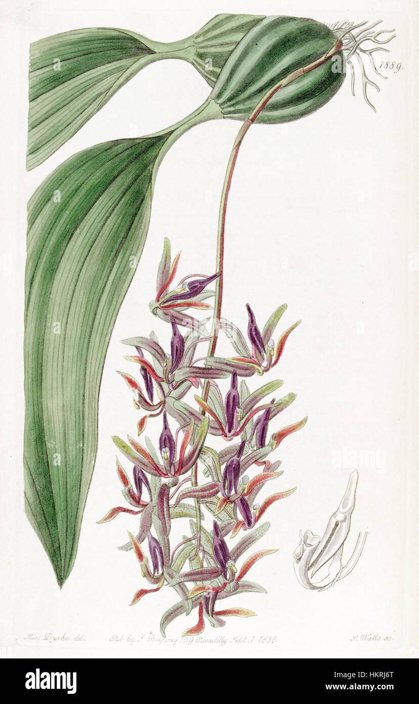 Cirrhaea dependens (as Cirrhaea tristis) - Edwards vol 22 pl 1889 (1836) Stock Photo