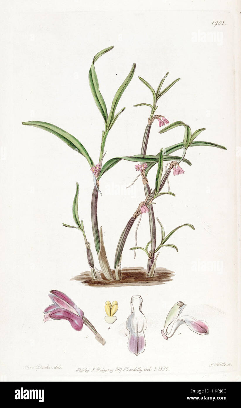 Cladobium graminifolium (as Scaphyglottis violacea) - Edwards vol 22 pl 1901 (1836) Stock Photo