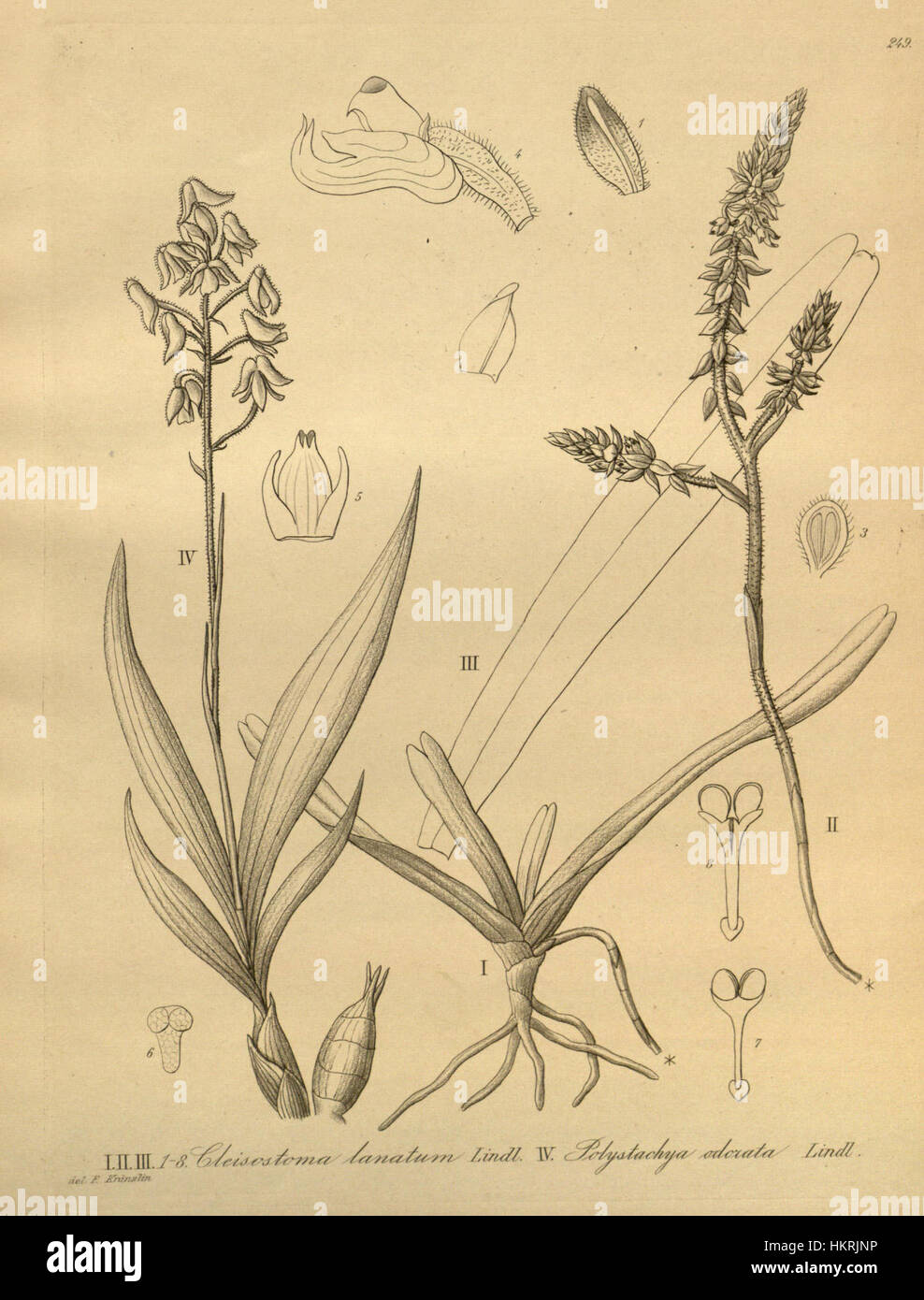 Cleisomeria lanatum (as Cleisostoma lanatum) - Polystachya odorata - Xenia 3 pl 249 Stock Photo
