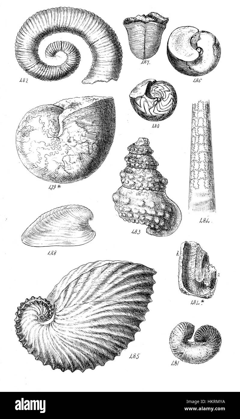 This illustration, featured in the Conchological Manual, Plate 23 ...