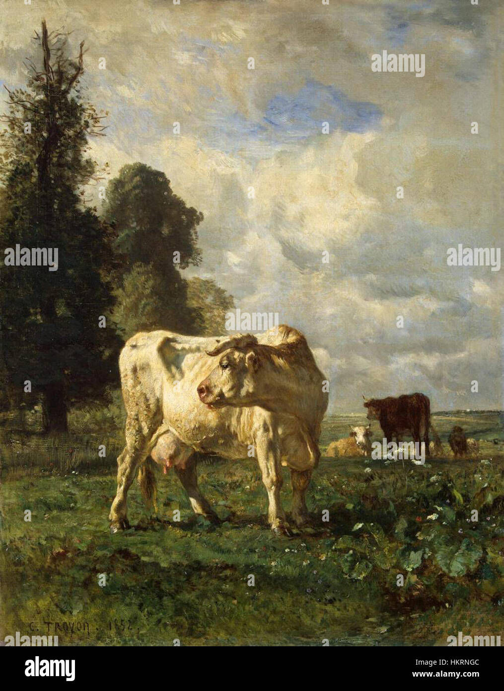 Cow Munching Grass - Wood Framed Art - Multiple Sizes