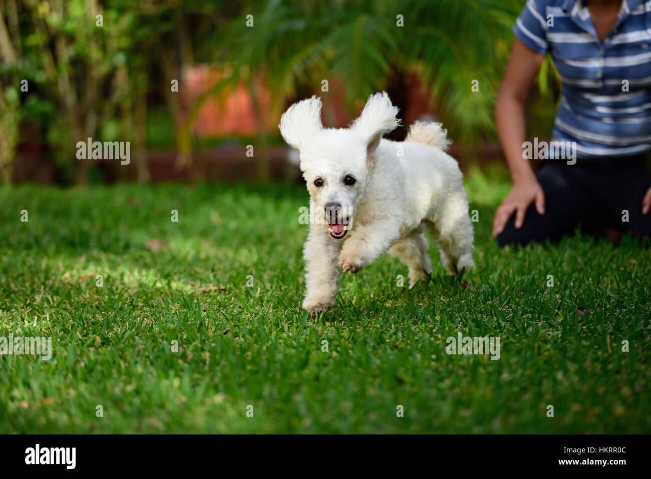poodle white run away on park green grass Stock Photo
