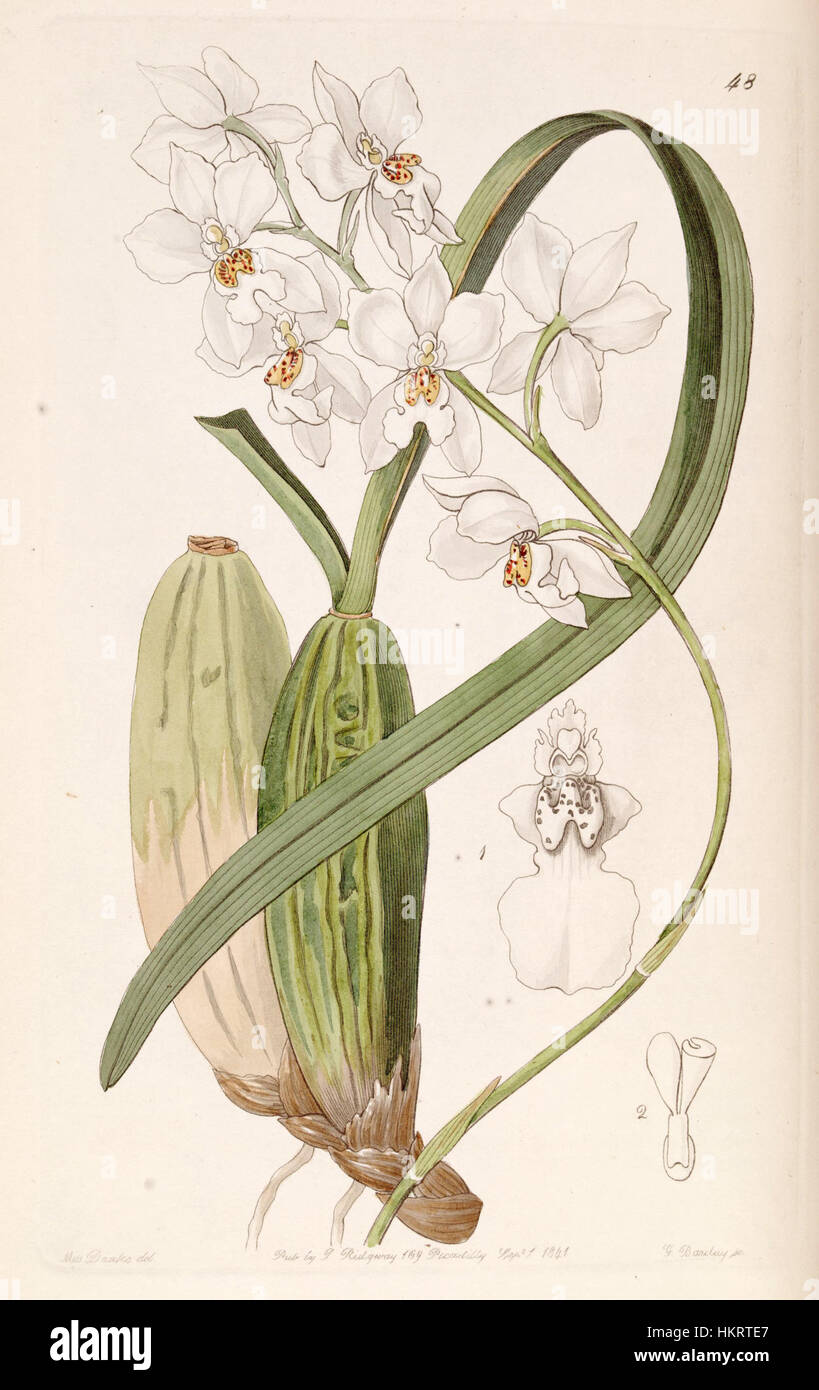 Cuitlauzina pulchella or Odontoglossum pulchellum or Osmoglossum pulchellum - Edwards vol 27 (NS 4) pl 48 (1841) Stock Photo