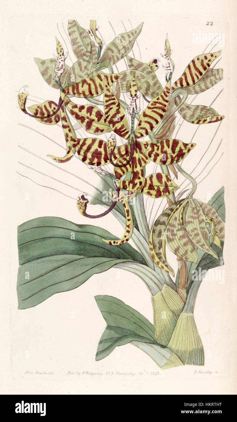 Cycnoches pentadactylon - Edwards vol 29 (NS 6) pl 22 (1843) Stock Photo