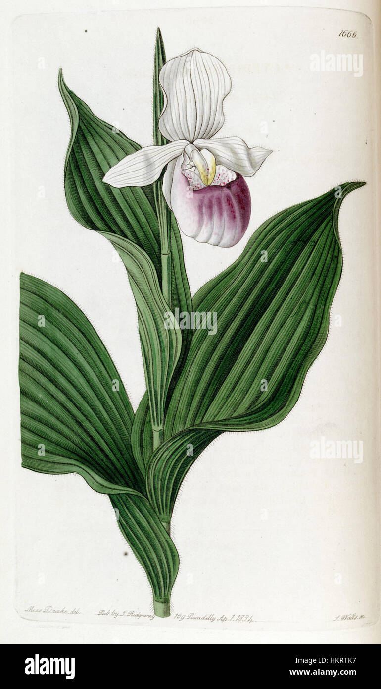 Cypripedium reginae (as Cypripedium spectabile) - Edwards vol 20 pl 1666 (1835) Stock Photo
