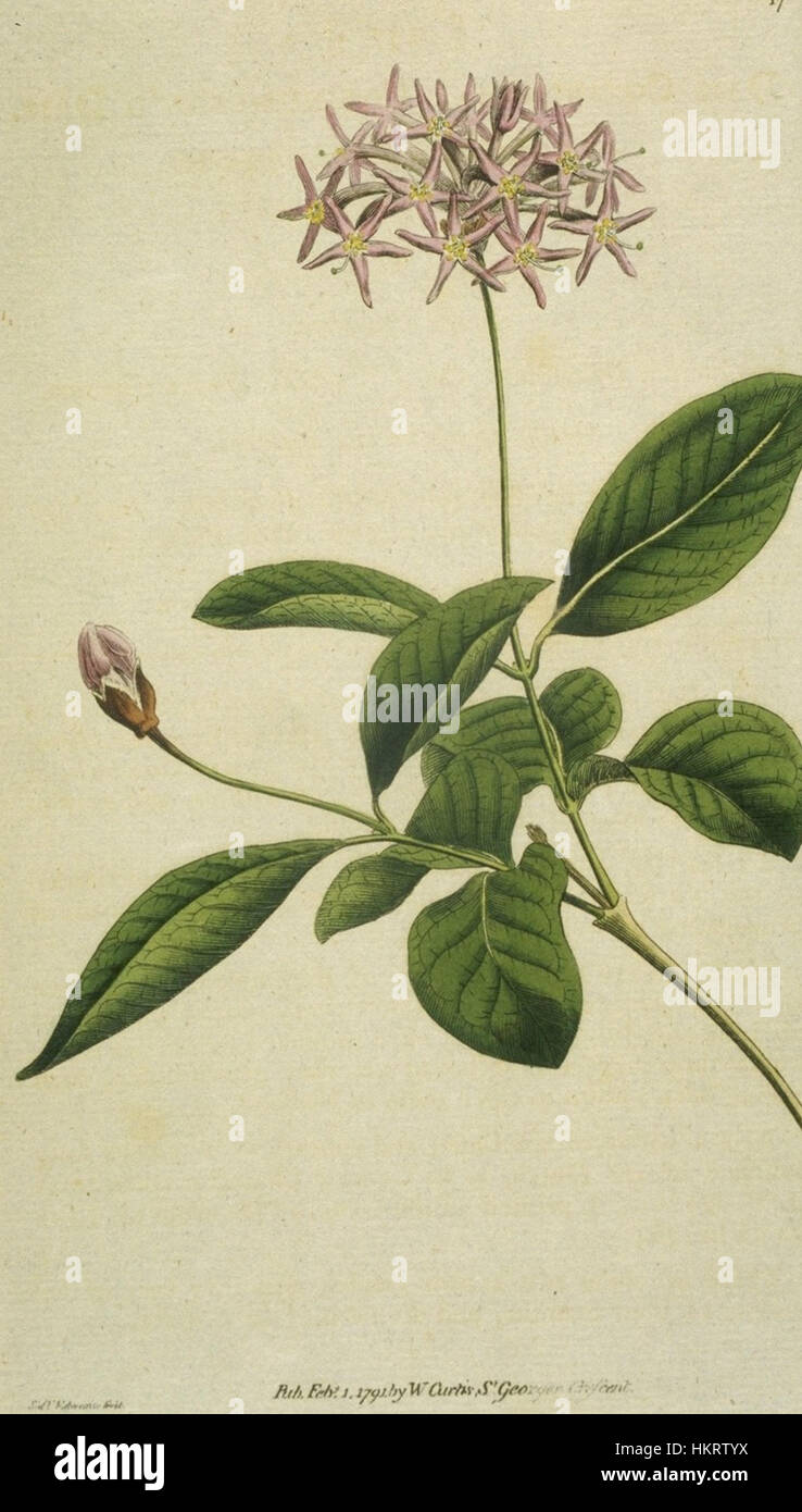 Dais Cotinifolia (Edwards) Stock Photo