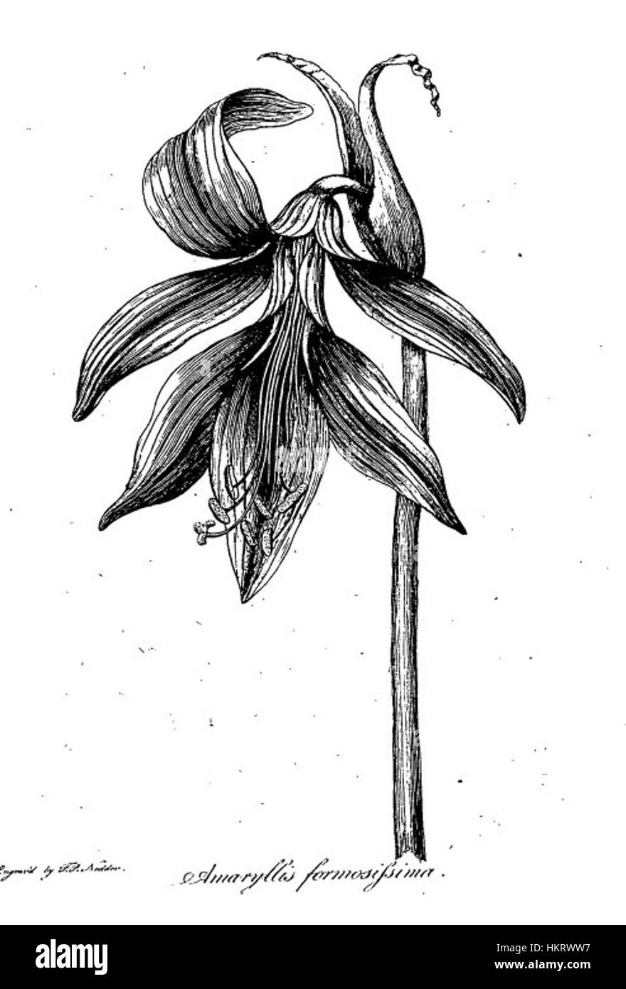 Darwin garden amaryllis painting hi-res stock photography and images ...