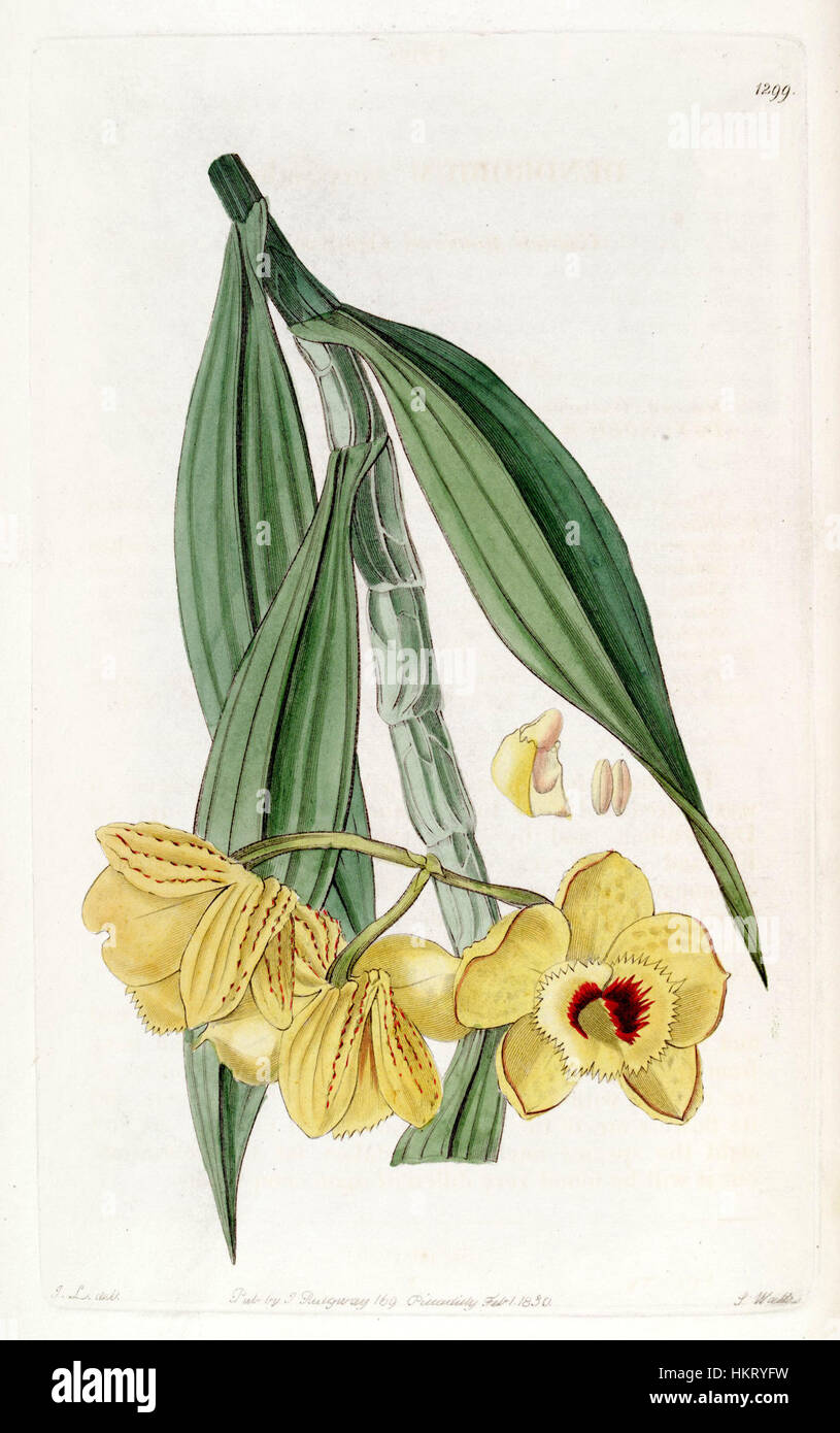 Dendrobium chrysanthum - Edwards vol 15 pl 1299 (1829) Stock Photo