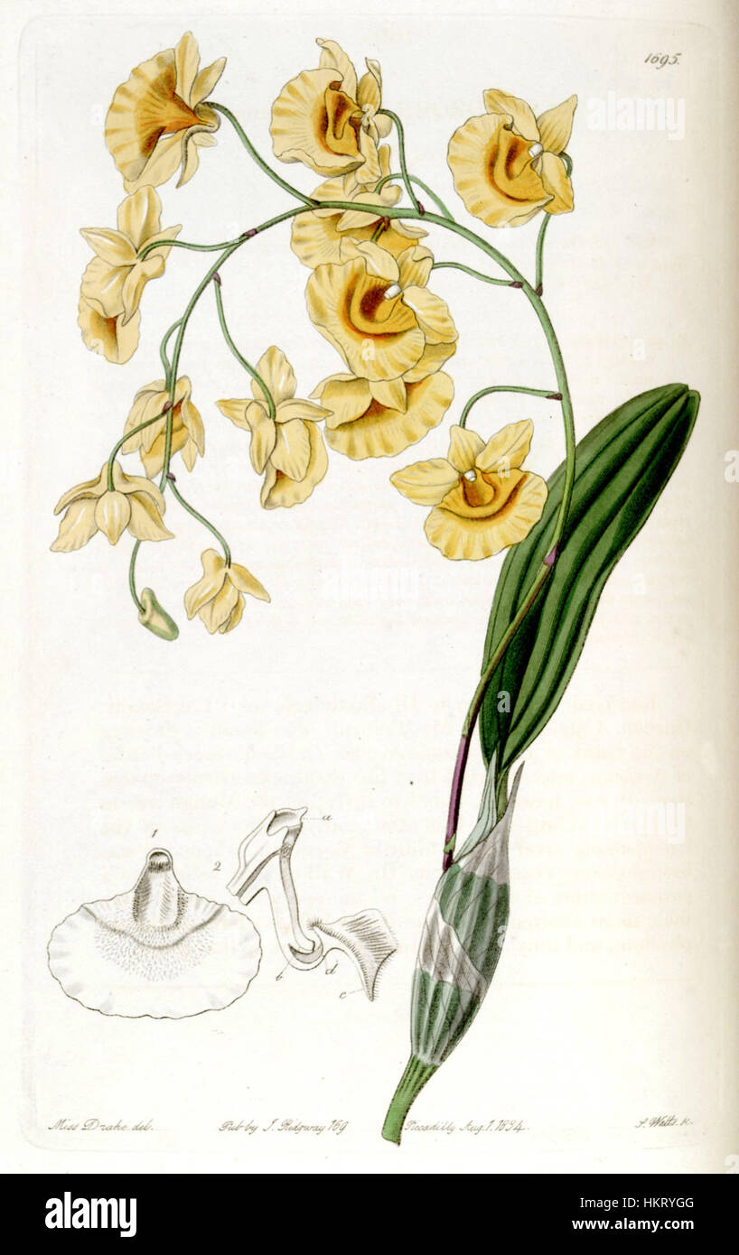 Dendrobium lindleyi (as Dendrobium aggregatum) - Edwards vol 20 pl 1695 (1835) Stock Photo