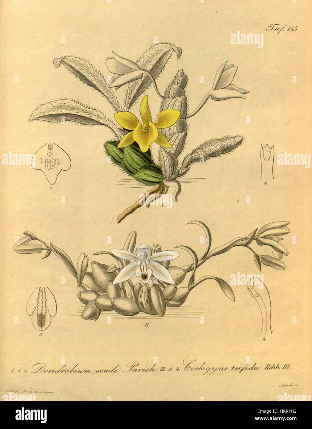 Dendrobium senile and Coelogyne odoratissima (as Coelogyne trifida)-Xenia 2-155 (1874) Stock Photo