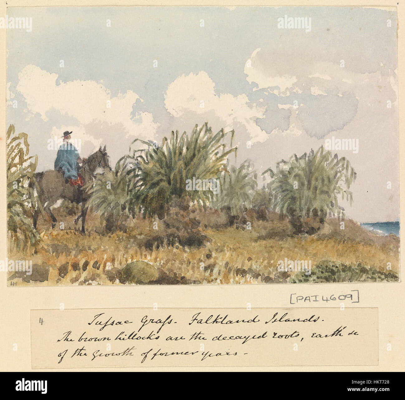 Edward Gennys Fanshawe, Tussac Grass, Falkland Islands Stock Photo