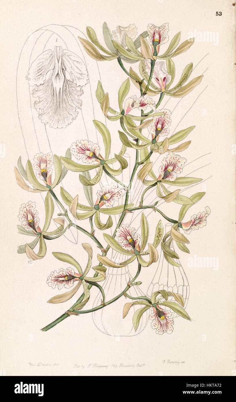 Encyclia ambigua (as Epidendrum alatum) - Edwards vol 33 (NS 10) pl 53 (1847) Stock Photo