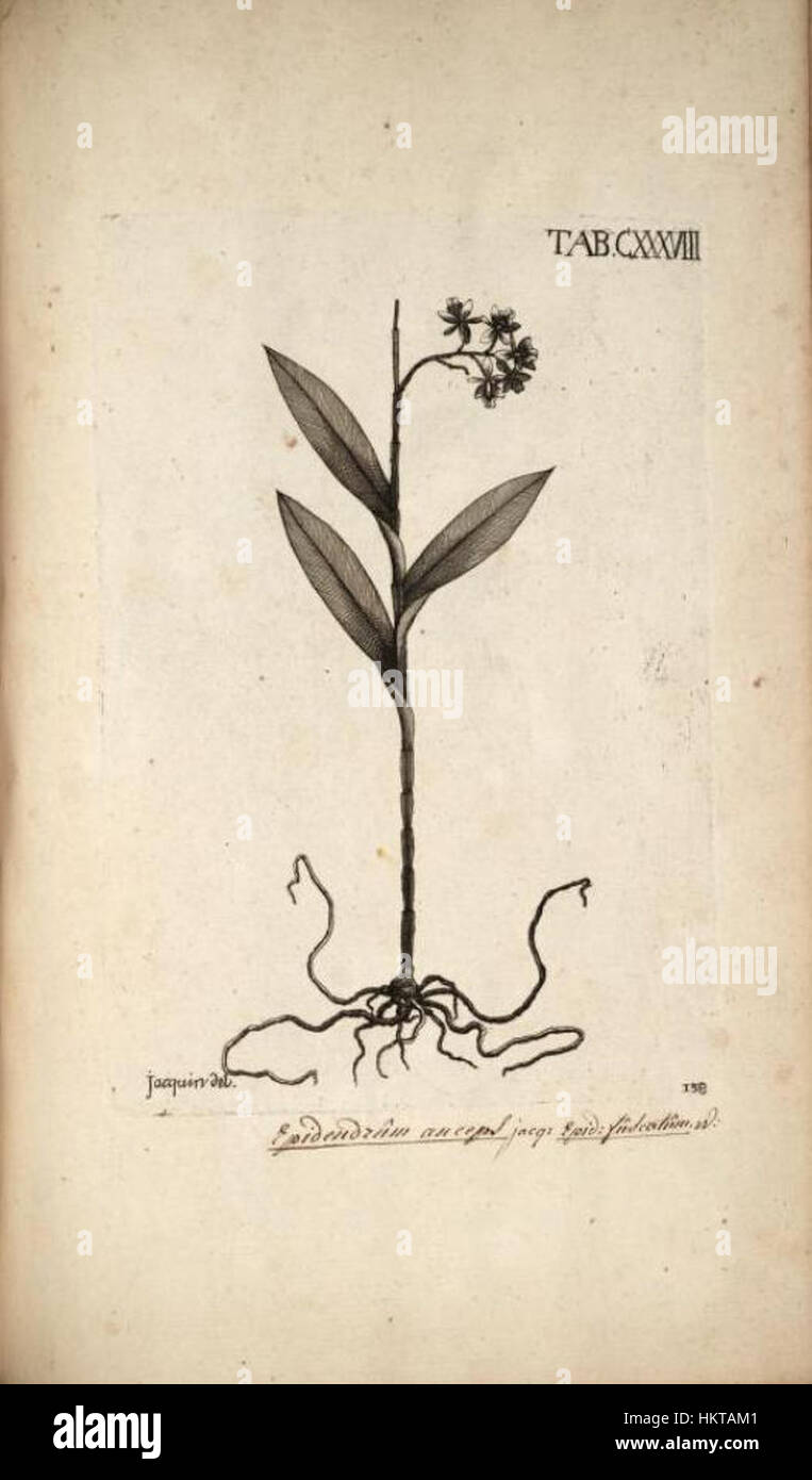 Epidendrum anceps - Jacquin - Selectarum vol. 2 tab. 138 Stock Photo