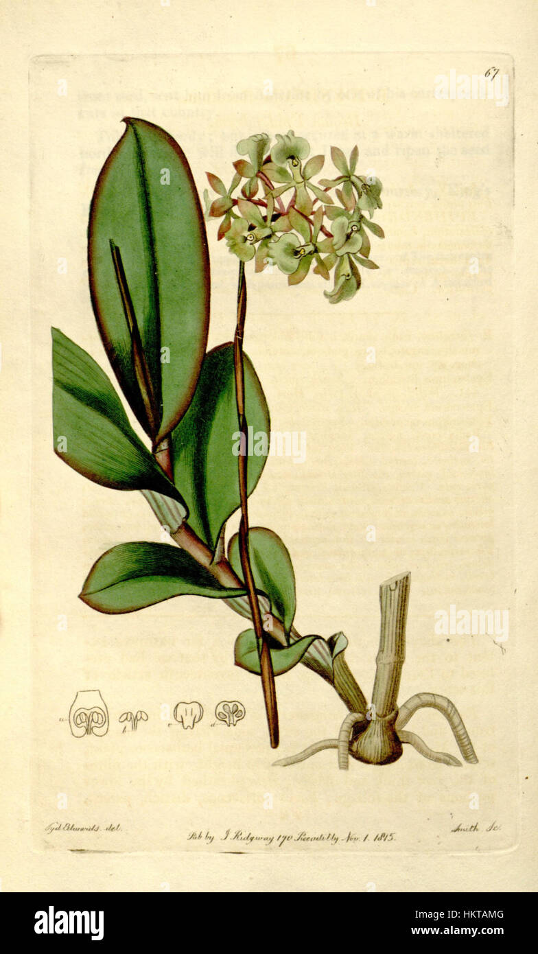 Epidendrum anceps - The Botanical Register vol. 1 (1815) pl 67 Stock Photo