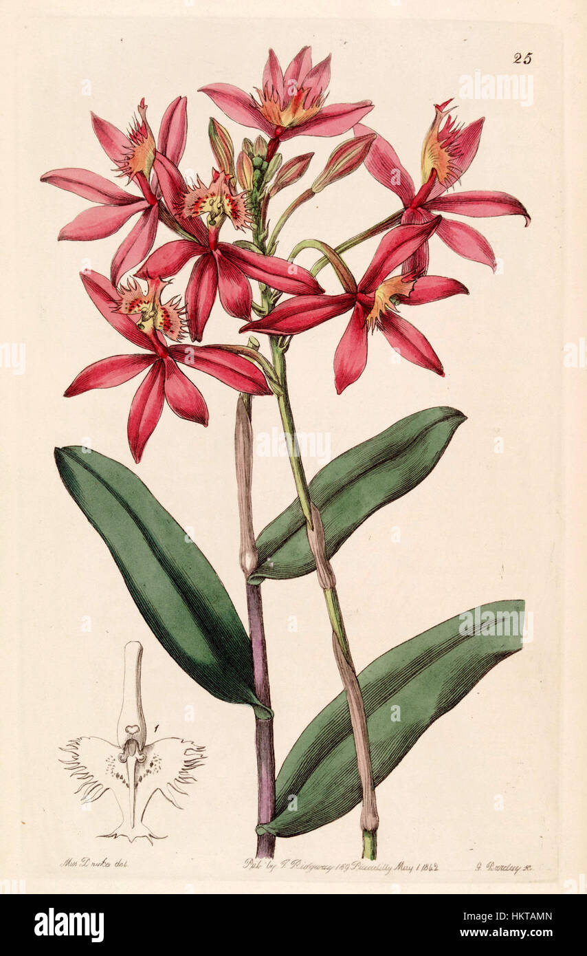 Epidendrum cinnabarinum - Edwards vol 28 (NS 5) pl 25 (1842) Stock Photo