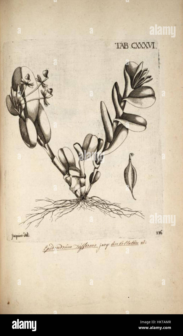 Epidendrum difforme - Jacquin - Selectarum vol. 2 tab. 136 Stock Photo