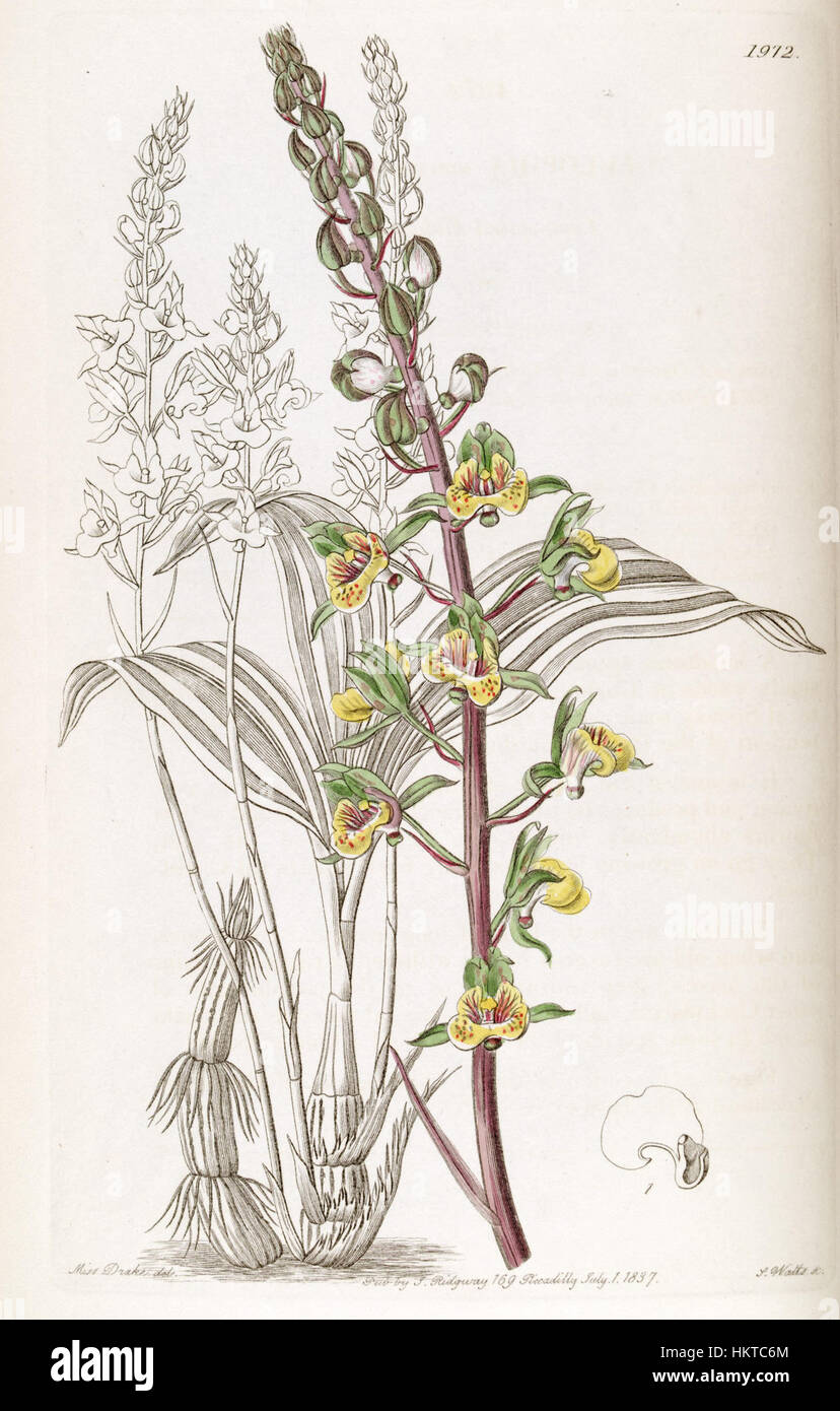 Eulophia pulchra (as Eulophia macrostachya) - Edwards vol 23 pl 1972 (1837) Stock Photo