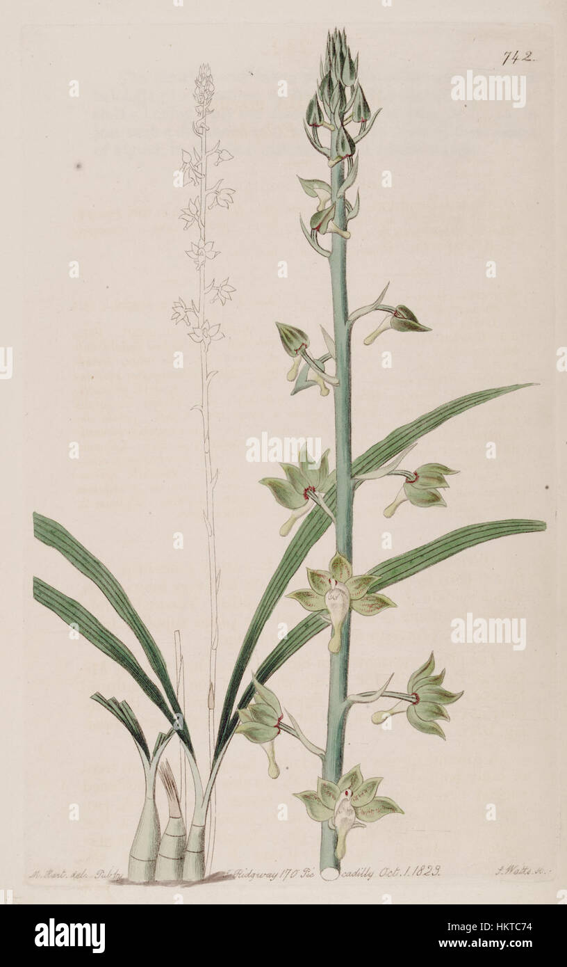 Eulophia gracilis - Bot. Reg. 9 pl. 742 (1823) Stock Photo